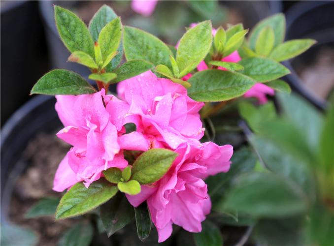 平顶山市叶县 花卉苗木种植铺就脱贫致富路