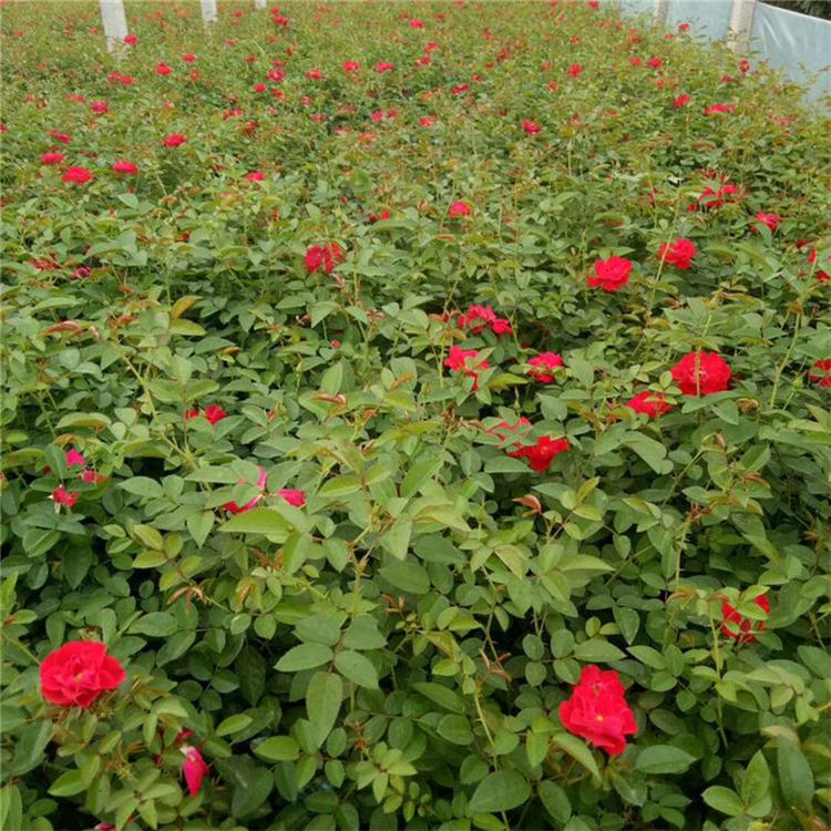 地被月季批发价 地被月季绿化苗木 种植基地批发 - 青州市双科花卉苗