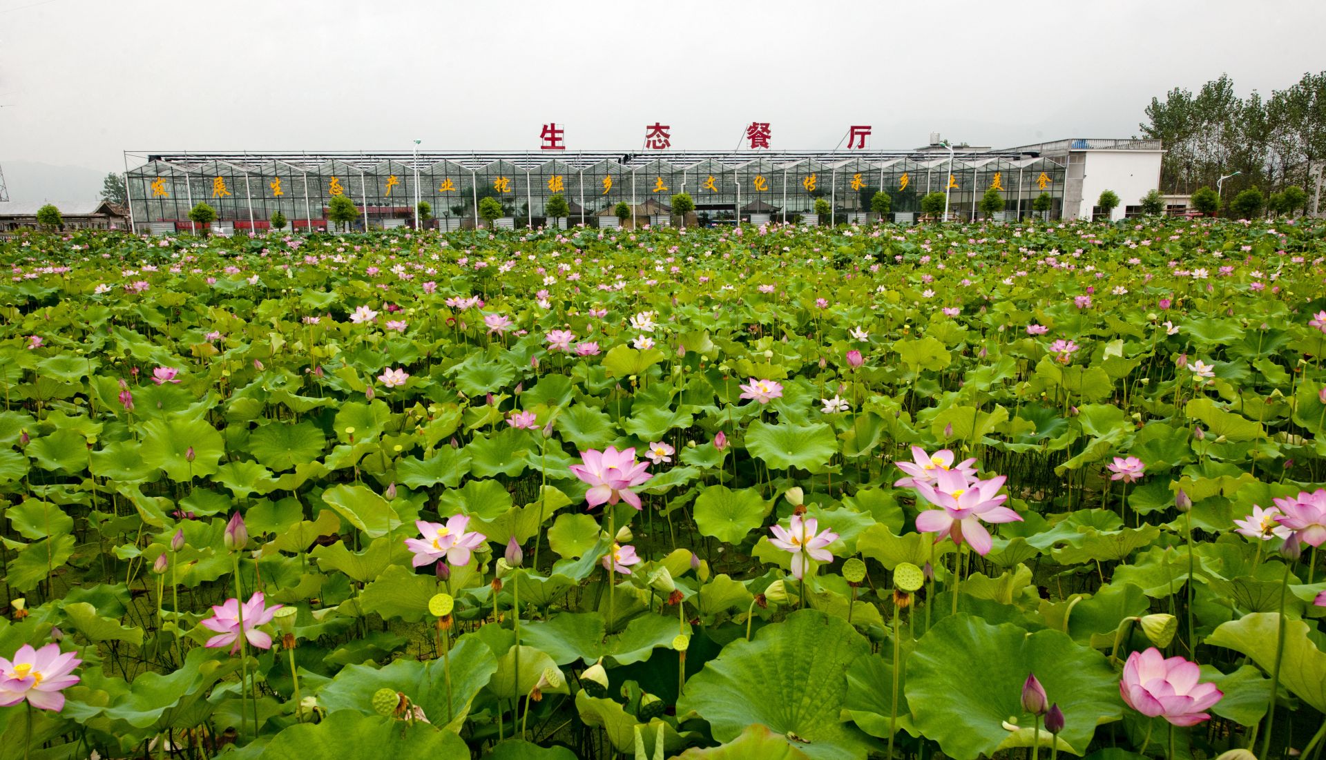 花木深处是风景——旅游景点中的花卉苗木种植之道