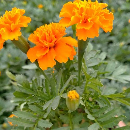 公园租摆孔雀草选购指南 青州市山合水花卉苗木园艺场批发与种植优势